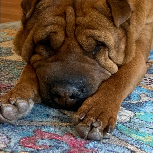 maggiesnose